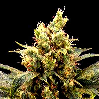 An image of Killer Bud