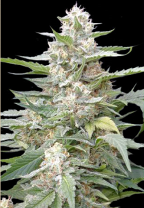 An image of Lemon Amber Kush