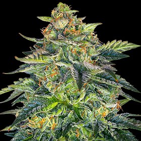 An image of London Cream Cake Auto