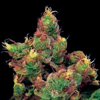 An image of Midnight Kush