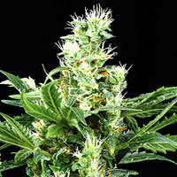 An image of Northern Lights x Skunk