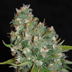 An image of OG13