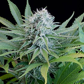 An image of Peach Purée CBD