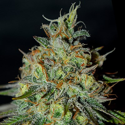 An image of Picante