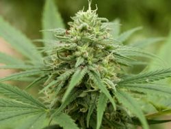 An image of Pineapple Express #2
