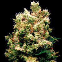 An image of Royal Kush
