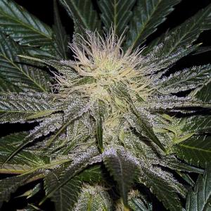An image of Sour AK