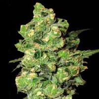 An image of Super Skunk