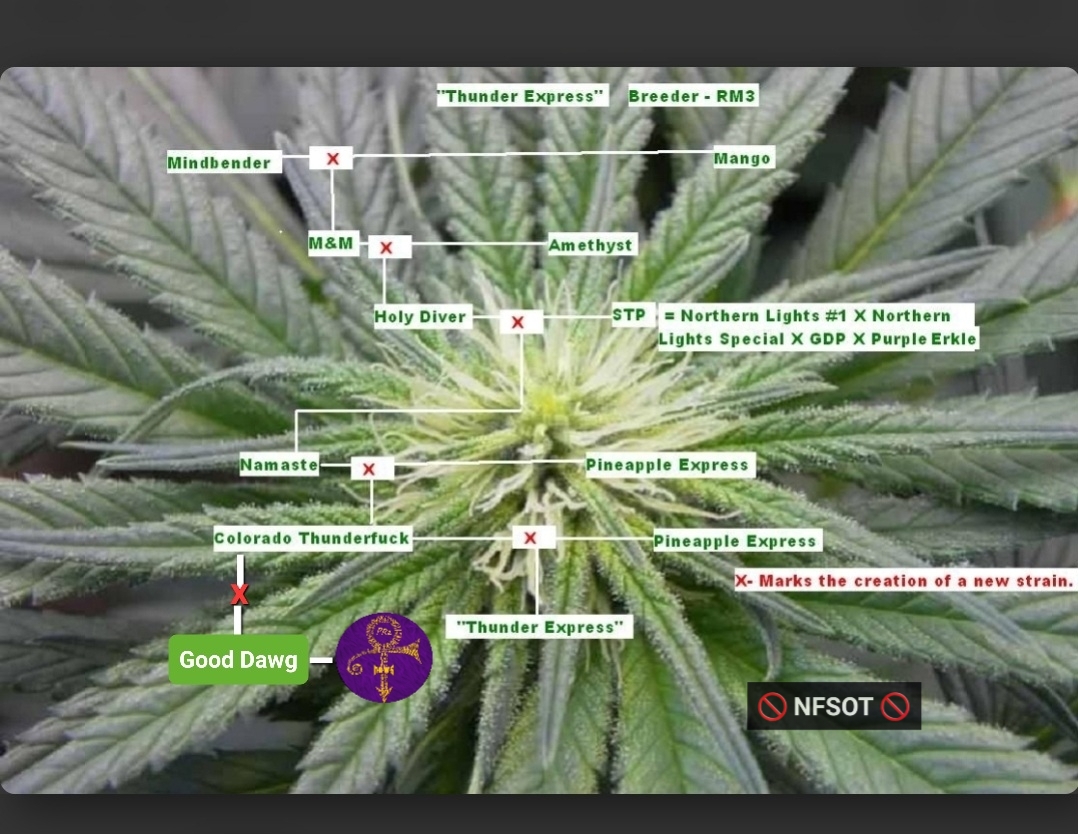 An image of Razzberry Dream'z