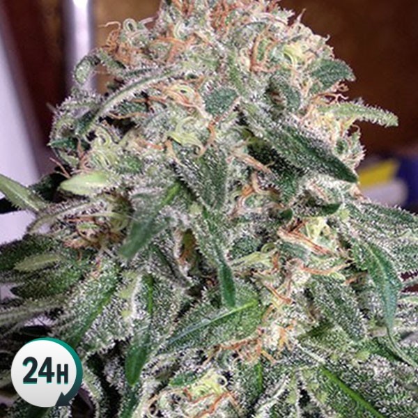 An image of Auto Banana XL