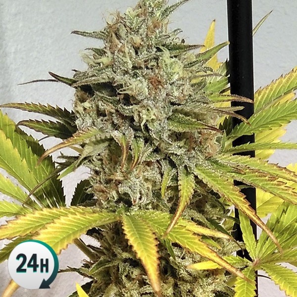 An image of Auto Critical GB XXL