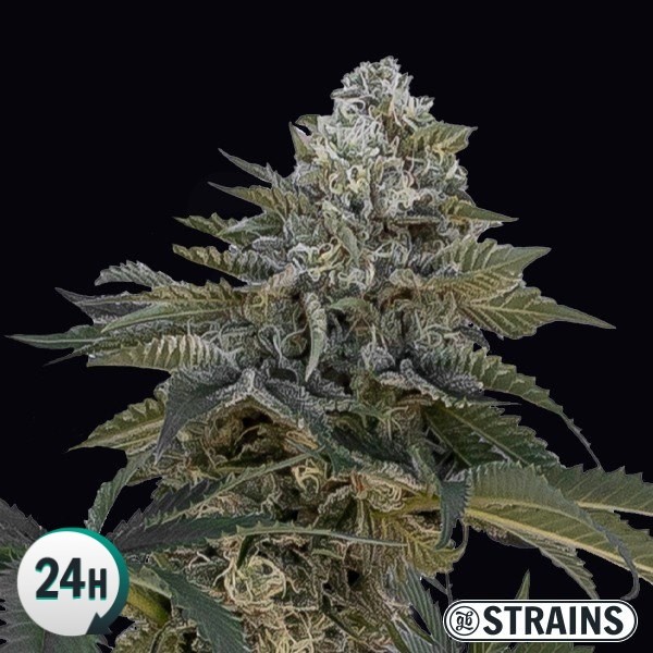 An image of Auto Frosted Cake CBG