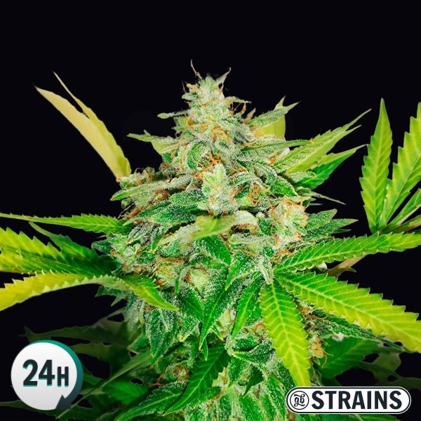 An image of Auto Gold Pineapple