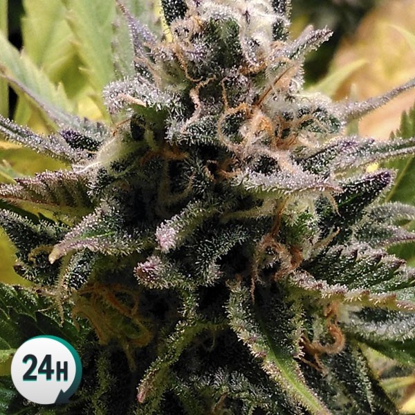 An image of Auto Jack Herer
