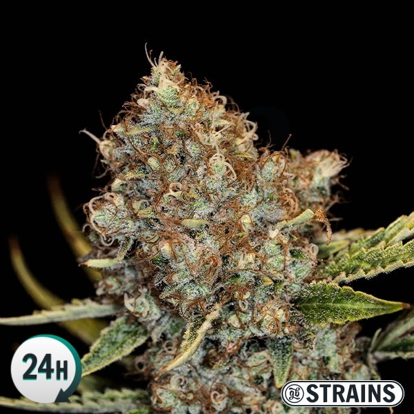 An image of Auto Mimosa Cocktail XXL