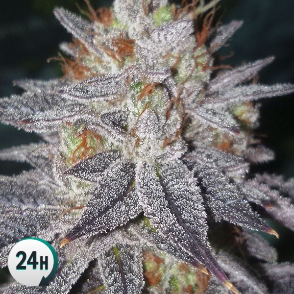 An image of Auto OG Kush