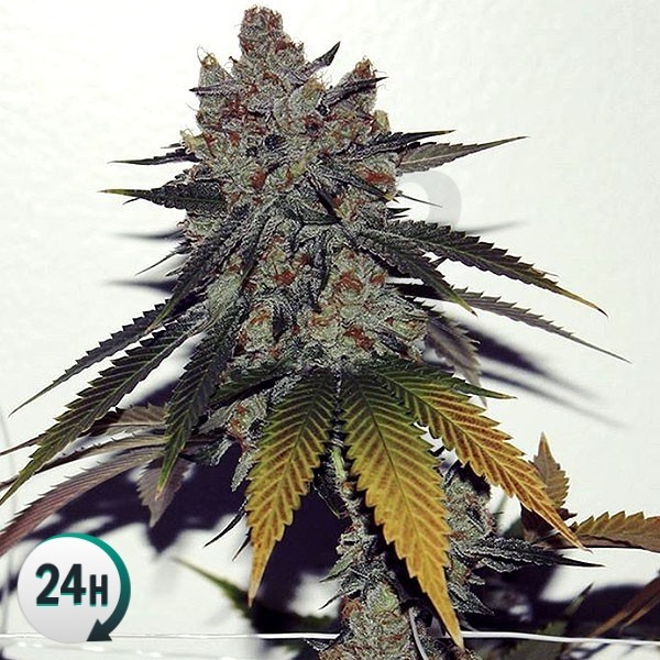 An image of Auto Sherbert XXL