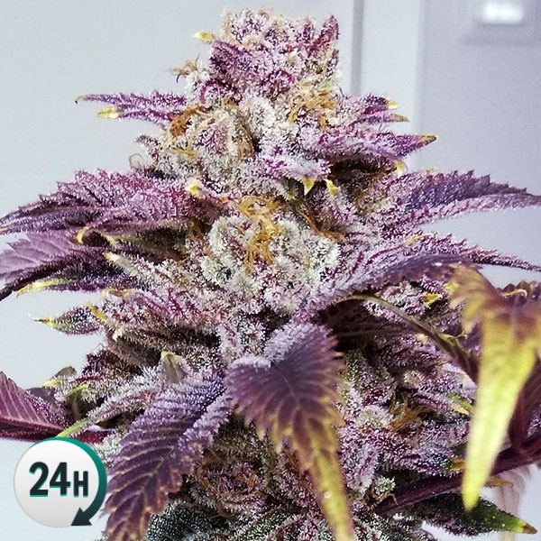 An image of Auto Somango