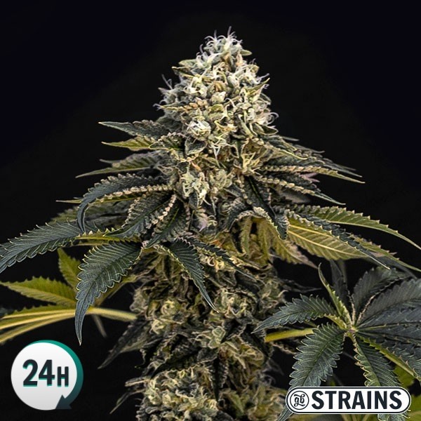 An image of Grape Cake CBD