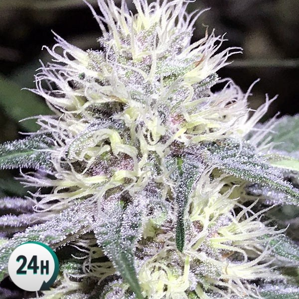 An image of Original Amnesia Fast