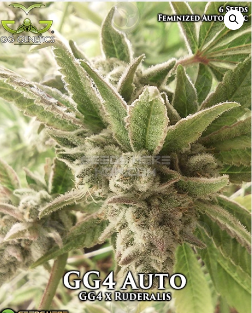An image of GG4 Auto