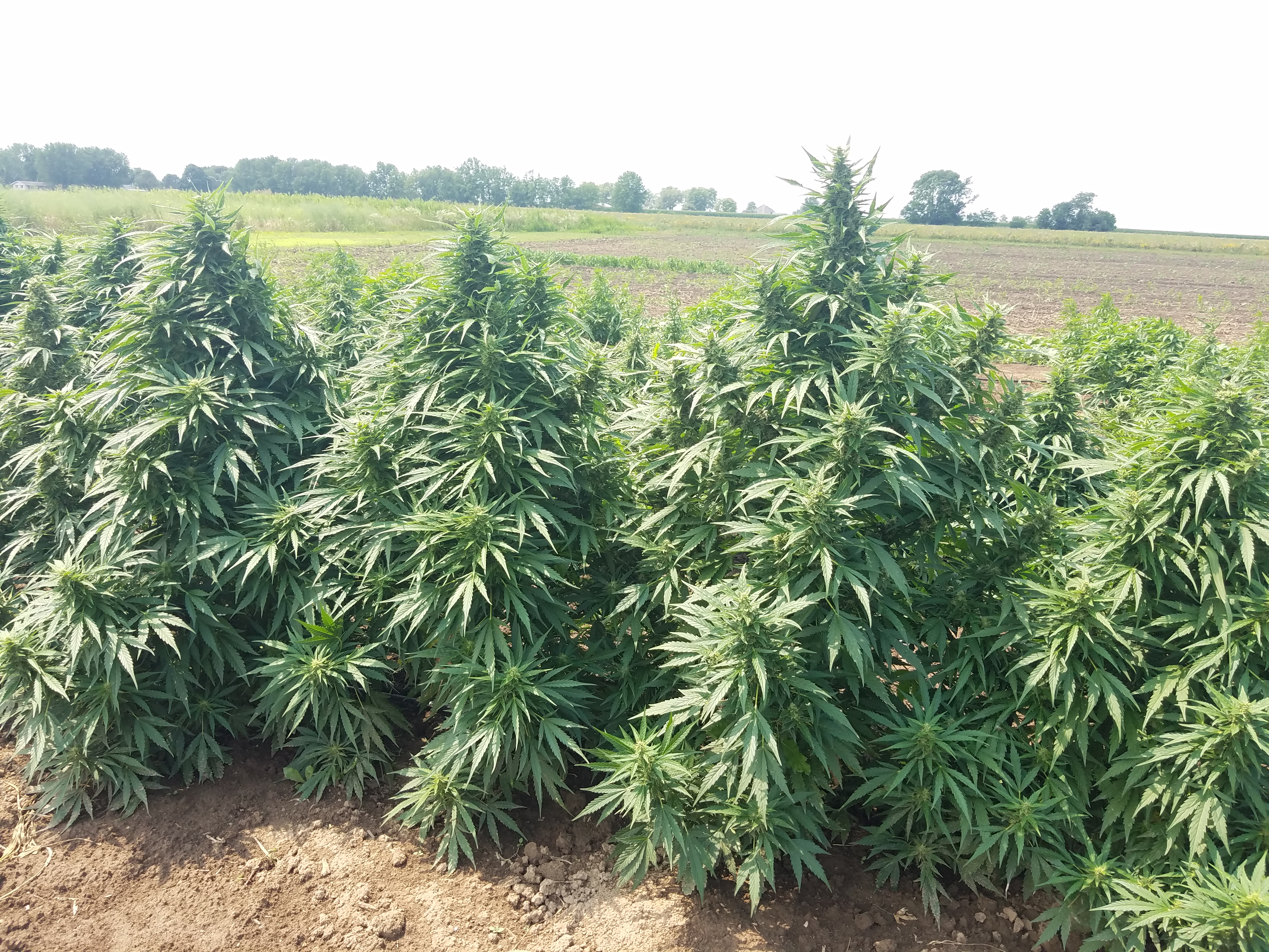 An image of Lsd XXL Autoflower
