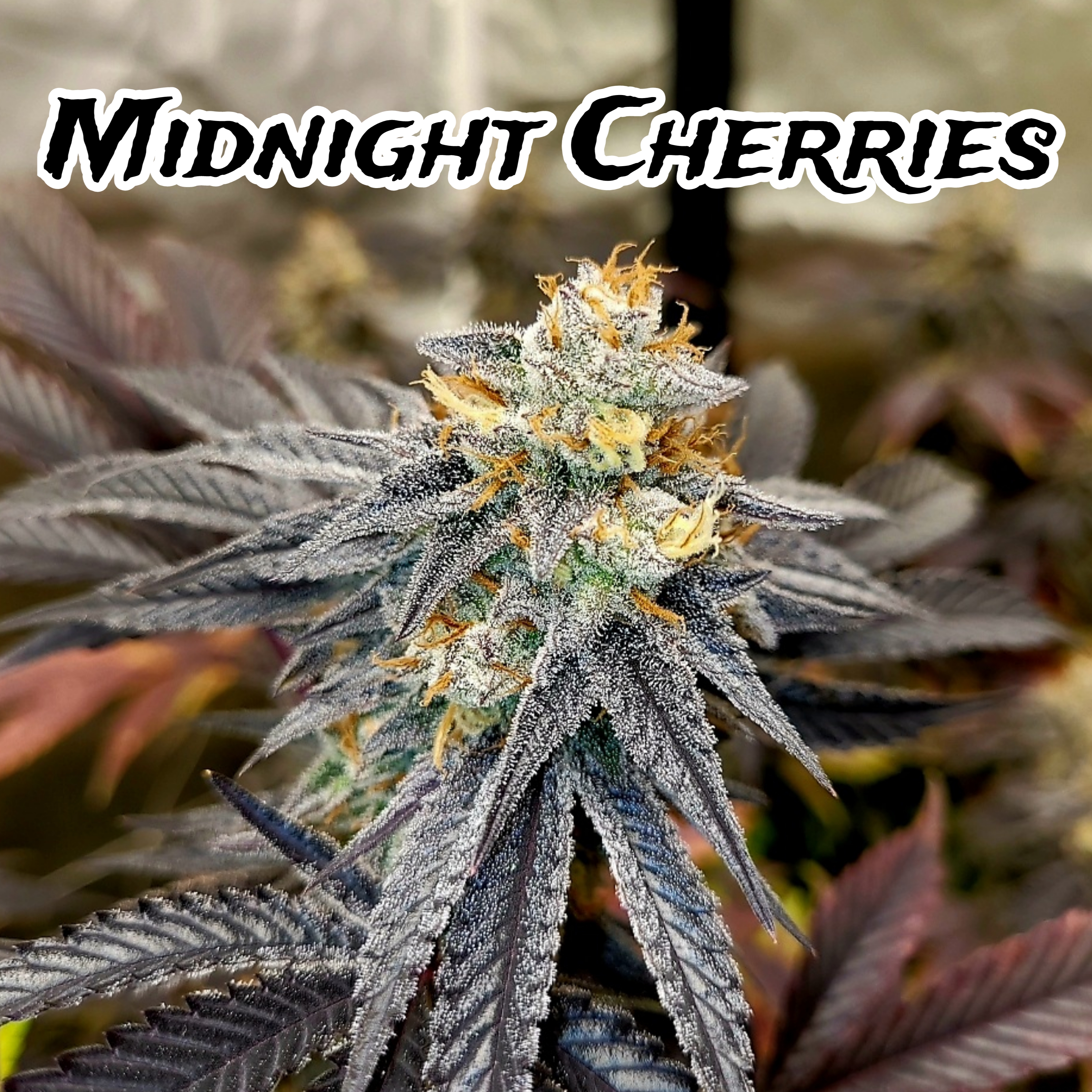 An image of Midnight Cherries Fast Version