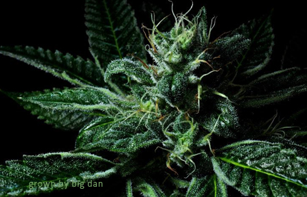 An image of Blessings OG