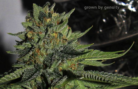 An image of Charity OG