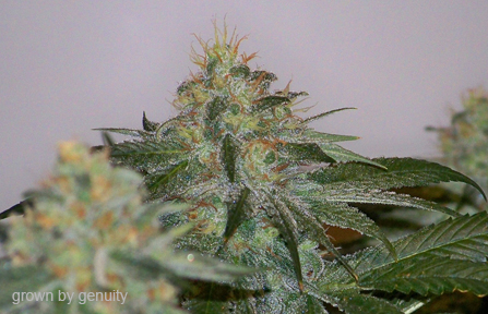 An image of Force OG