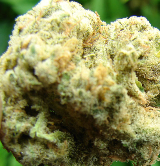 An image of Grape Stomper