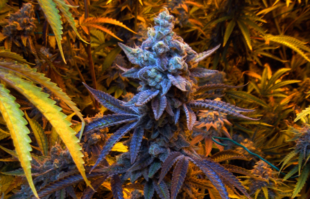 An image of Grape Stomper x OG