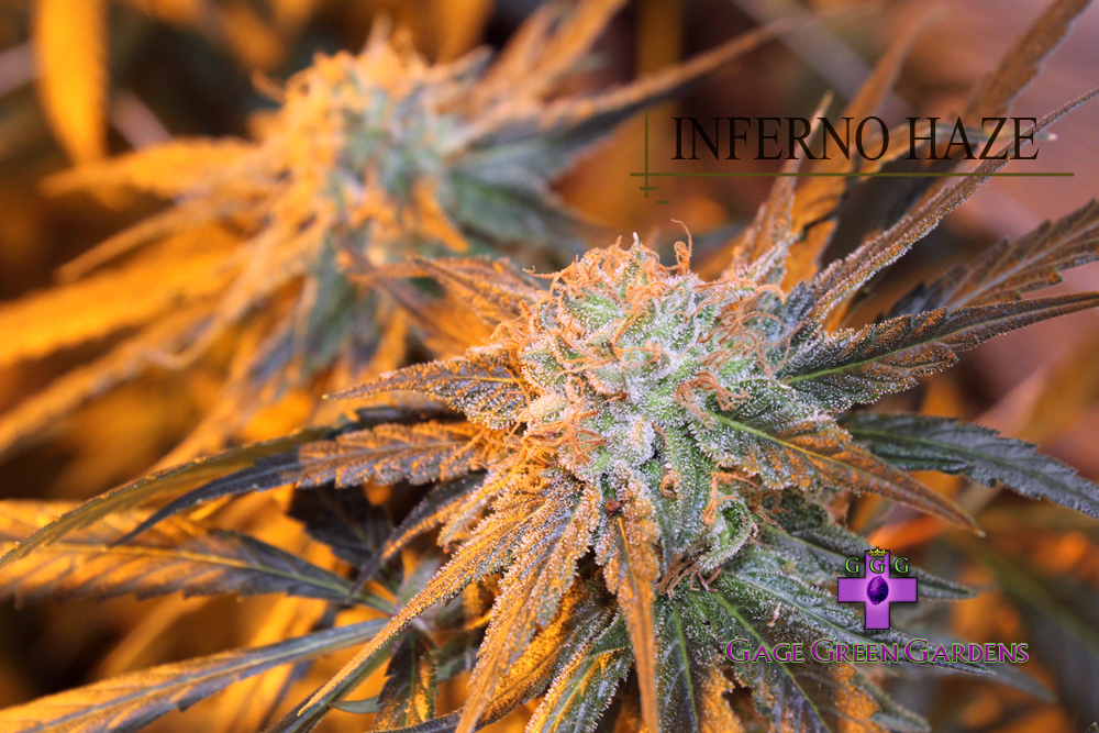 An image of Inferno Haze