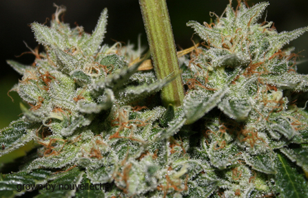 An image of Inferno Haze F2