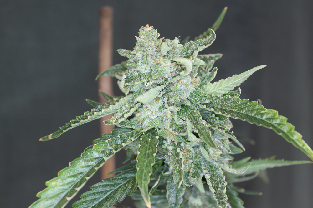 An image of Leia OG