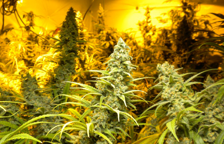 An image of Lemon Stomper
