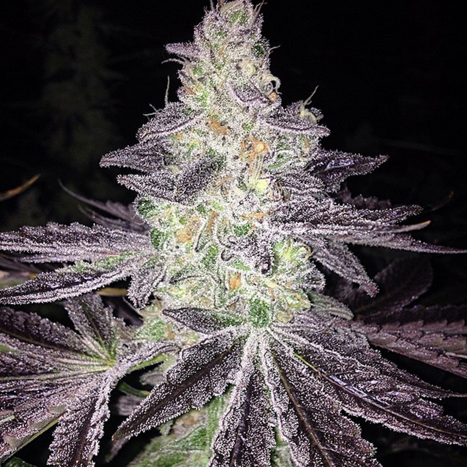 An image of Mendo Breath F2