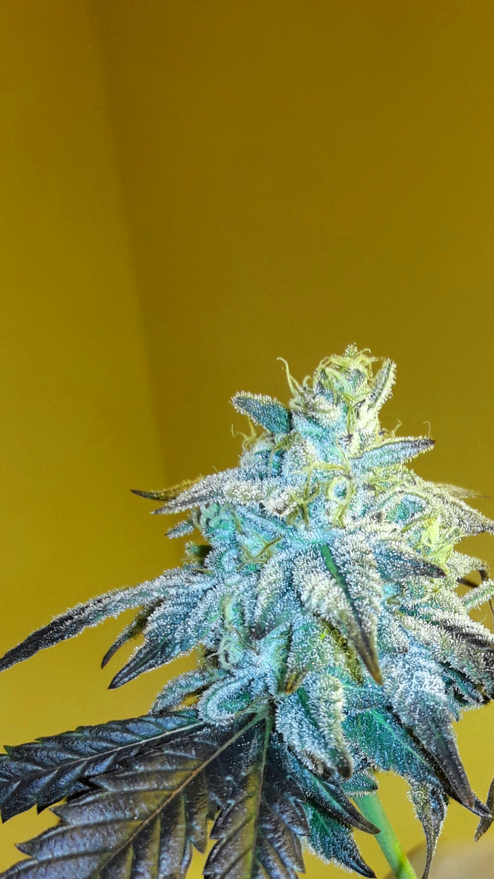 An image of Mendo Breath #1 X Joseph OG