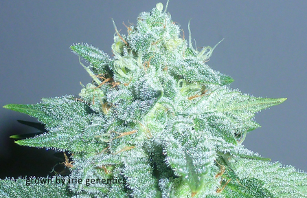 An image of Starlet Kush