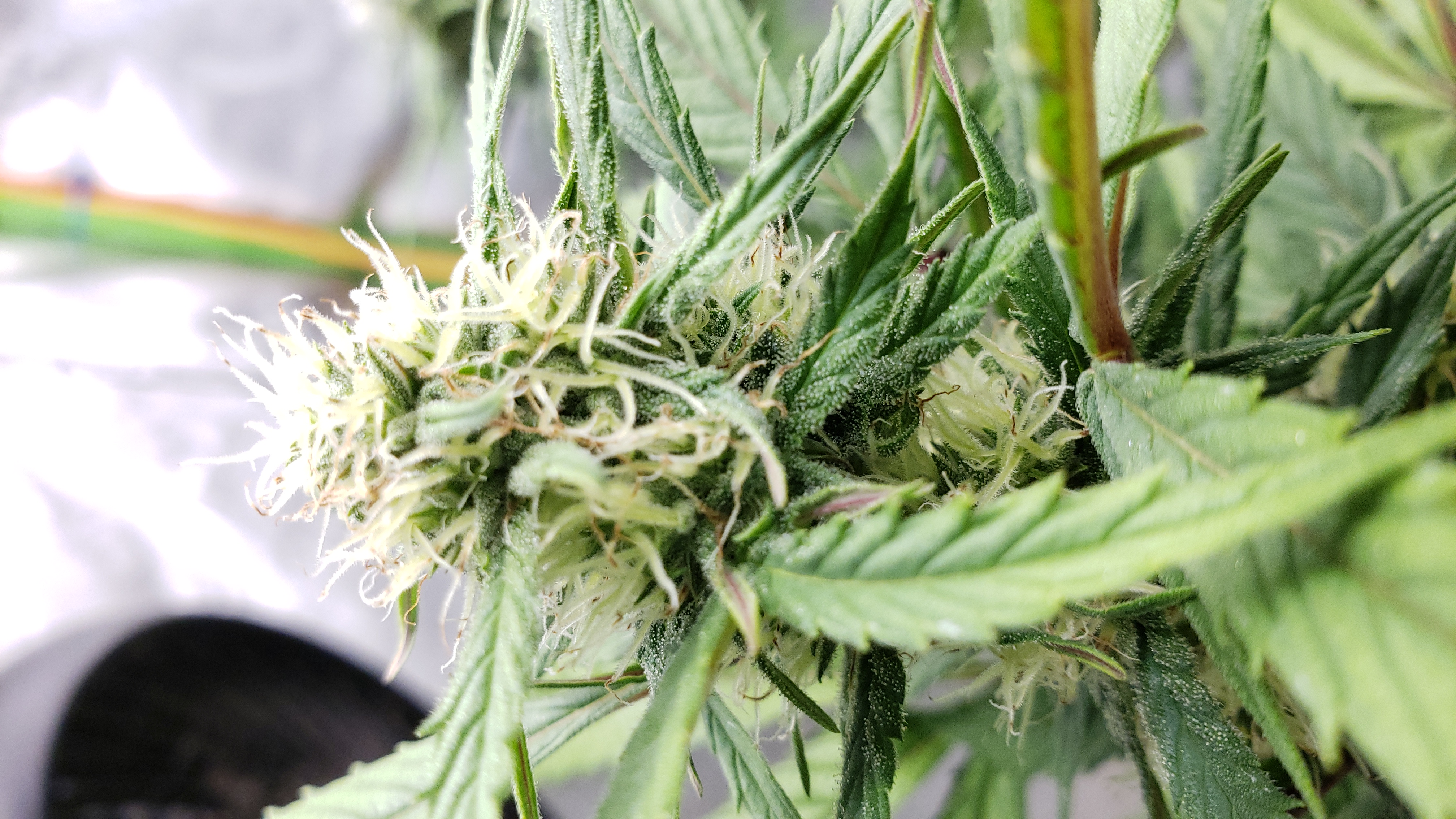 An image of Big Zmokez Order Autoflower