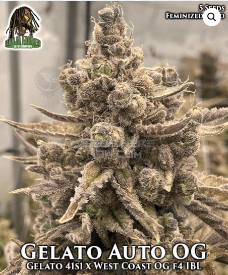 An image of Gelato Auto OG