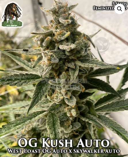An image of OG Kush Auto