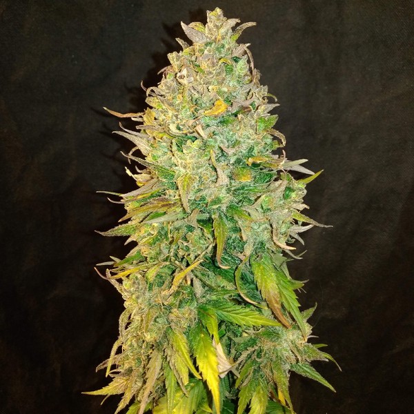 An image of Amnesia Haze