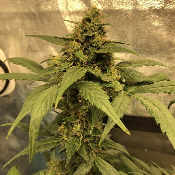 An image of Amnesia Haze Auto