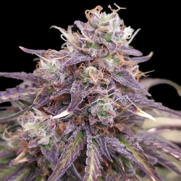 An image of Bubble OG Gum Auto