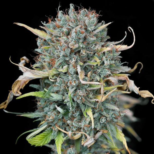 An image of Ganja Gelato Auto
