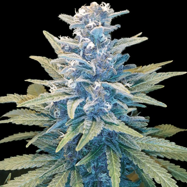 An image of Gorilla GG4