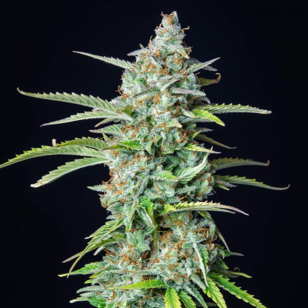 An image of Northern Light Auto