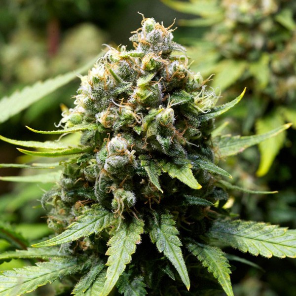 An image of OG Kush