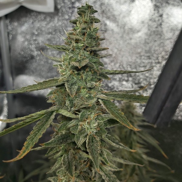 An image of White Widow Auto